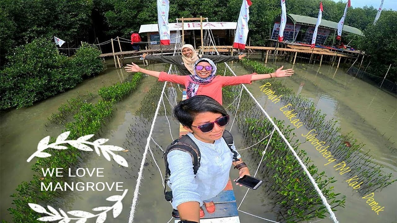 Wisata Mangrove Sibat KedungMutih Wedung Demak - YouTube